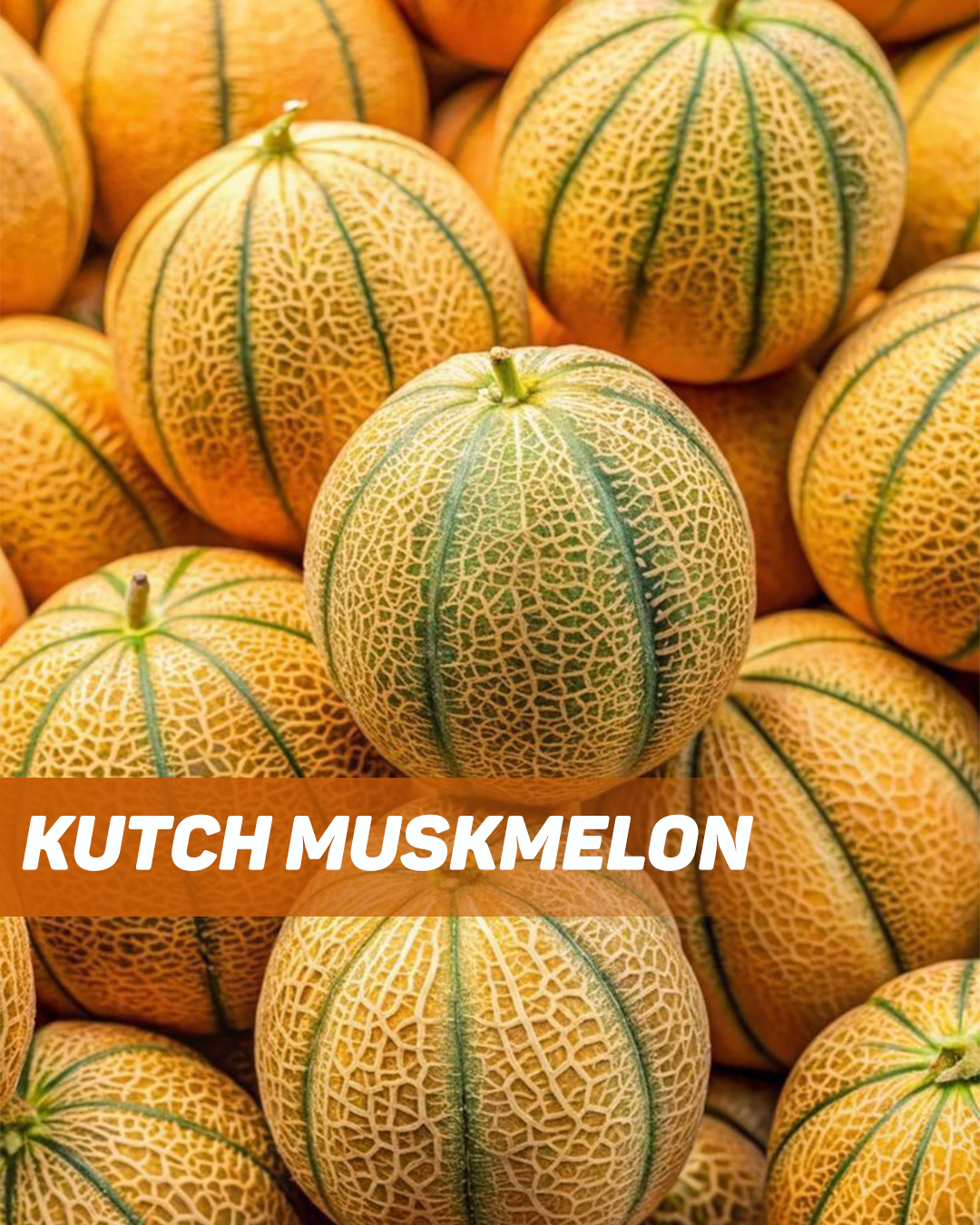 Kutch Muskmelon