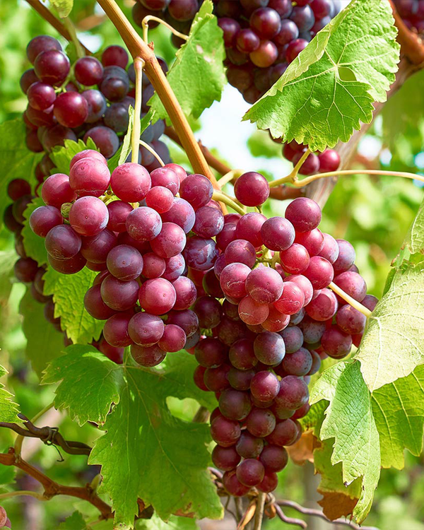 Lichi grapes