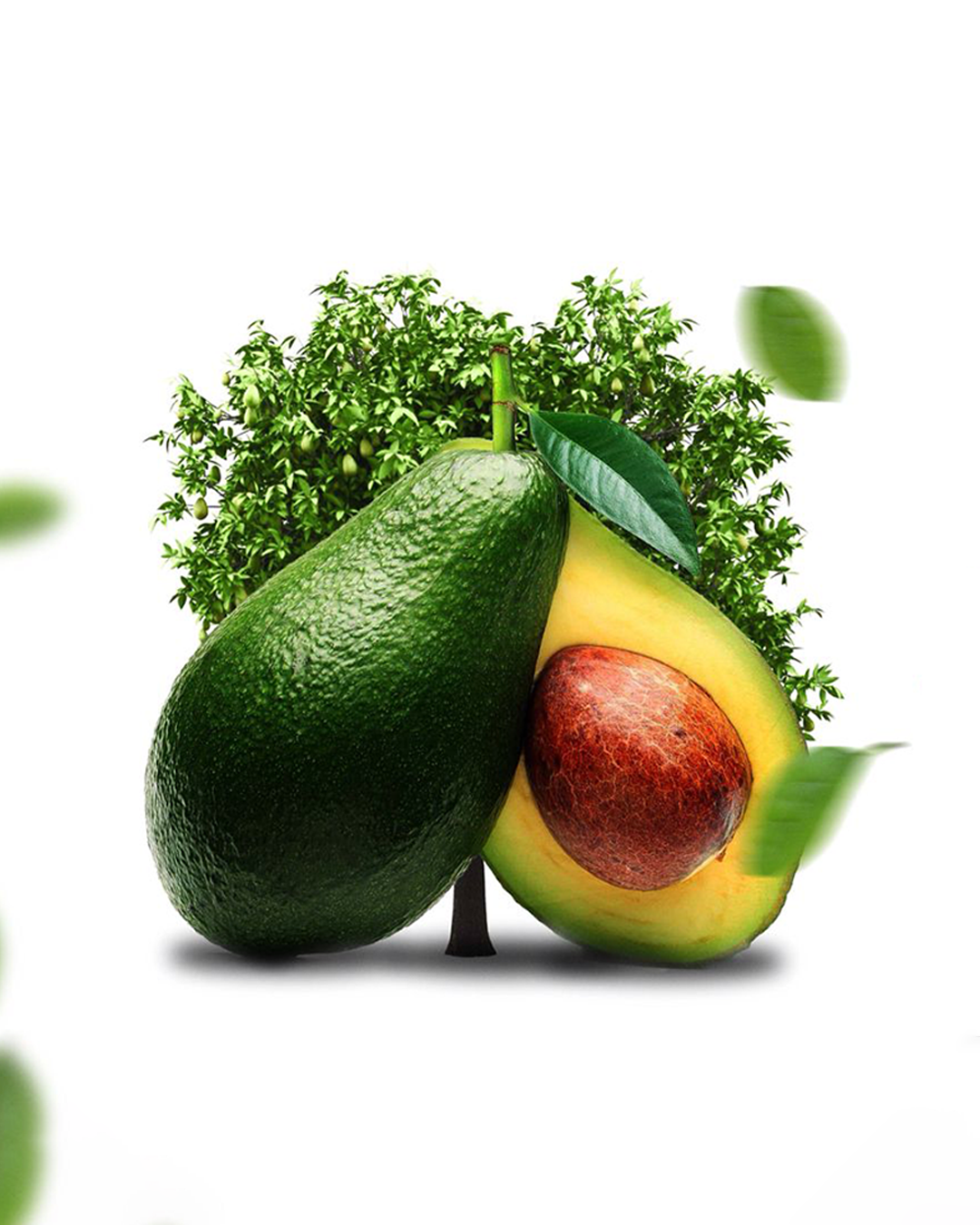 Avocado